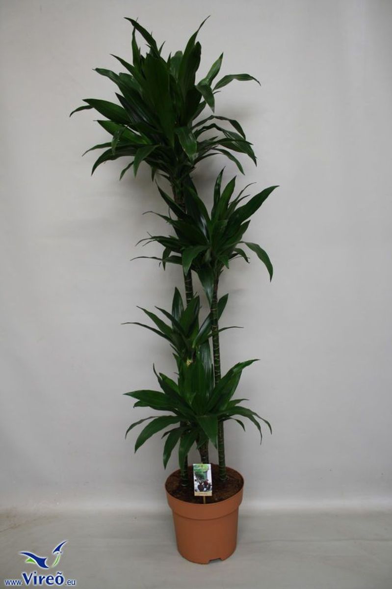 Dracaena fragrans 'Janet Craig' — Pflanzengroßhandel FlorAccess