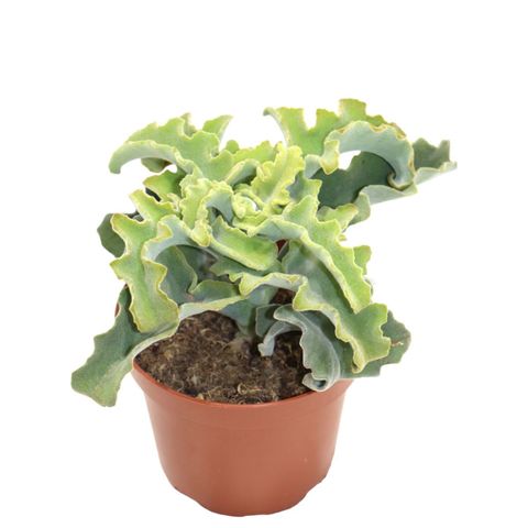 Kalanchoe beharensis 'Maltese Cross'