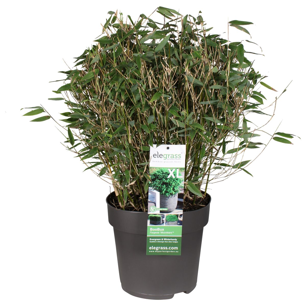 Fargesia murielae MOONTEARS  Plant Wholesale FlorAccess