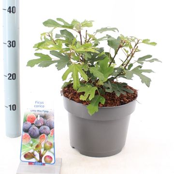 Ficus carica LITTLE MISS FIGGY