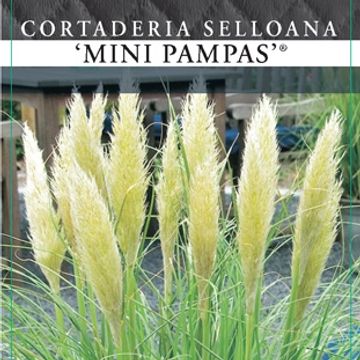 Cortaderia selloana MINIPAMPAS