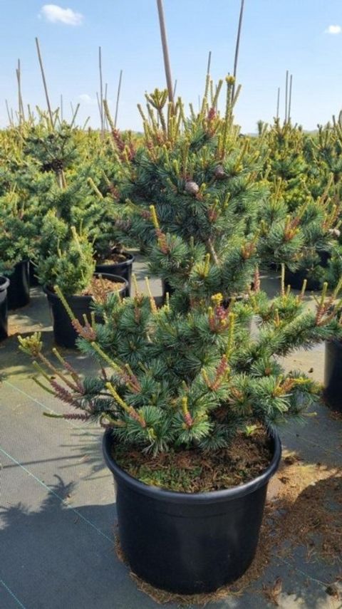 Pinus parviflora 'Negishi'