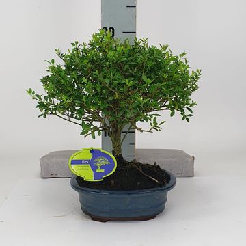 Bonsai MIX