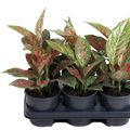 Aglaonema 'Venus'