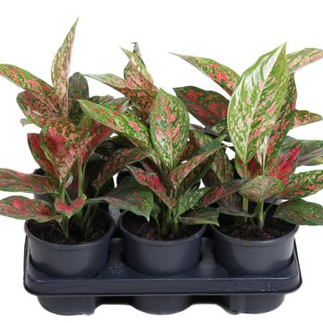 Aglaonema 'Venus'
