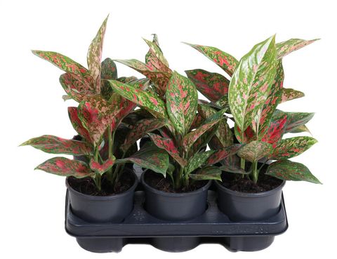 Aglaonema 'Venus'
