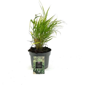 Hakonechloa macra