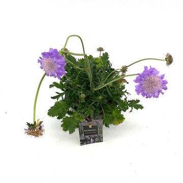 Scabiosa columbaria 'Butterfly Blue'