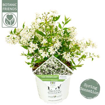 Deutzia YUKI SNOWFLAKE