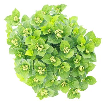 Hydrangea macrophylla MUSIC COLLECTION DEEP PURPLE DANCE