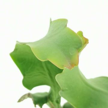 Epiphyllum guatemalense