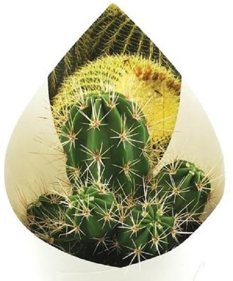Echinocereus maritimus