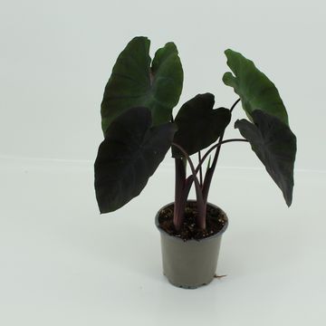 Colocasia 'Redemption'