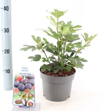 Ficus carica LITTLE MISS FIGGY