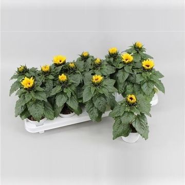 Helianthus annuus 'Sunsation'