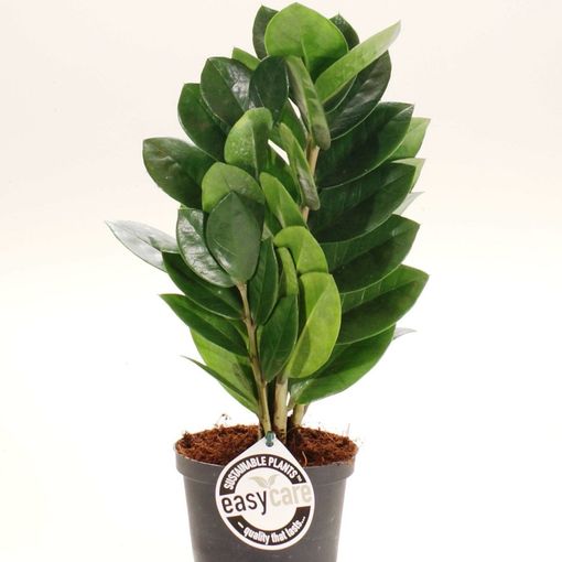 Zamioculcas Zamiifolia Supreme P11 Cm H35 Cm Plant Wholesale Floraccess