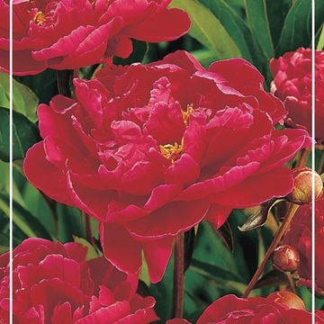 Paeonia 'Karl Rosenfield'