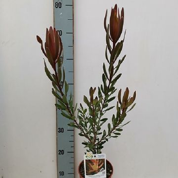 Leucadendron 'Coppertone'