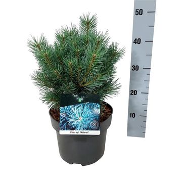 Pinus sylvestris 'Watereri'