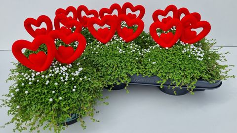 Soleirolia soleirolii