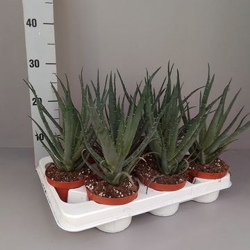 Aloe arborescens