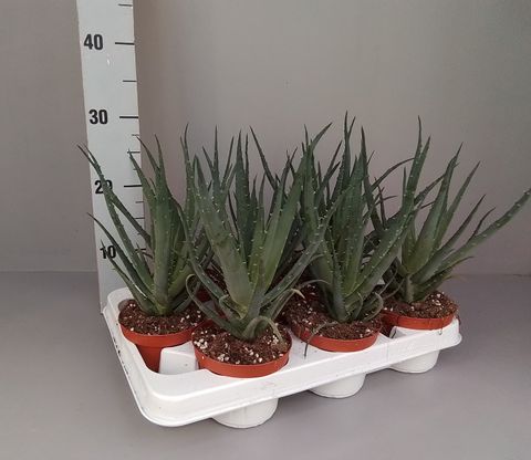 Aloe arborescens