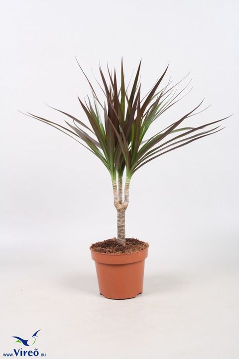 Dracaena marginata 'Magenta'