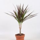 Dracaena marginata 'Magenta'