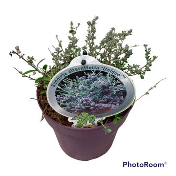 Buddleja alternifolia UNIQUE