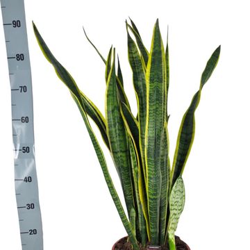 Sansevieria trifasciata 'Laurentii'