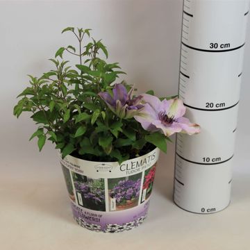 Clematis FILIGREE