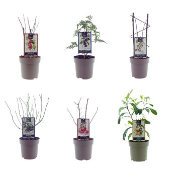 Plantas frutales MIX