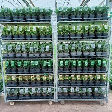 Euonymus japonicus MIX