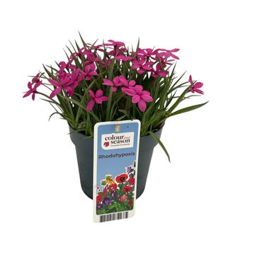 Rhodohypoxis PINK