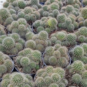 Rebutia albiflora