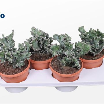 Monvillea spegazzinii cristata