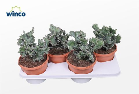 Monvillea spegazzinii cristata