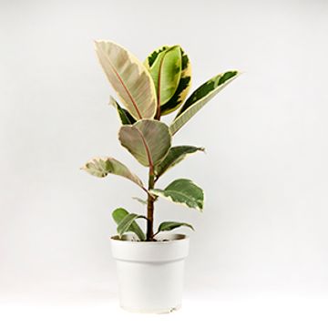 Ficus elastica 'Tineke'