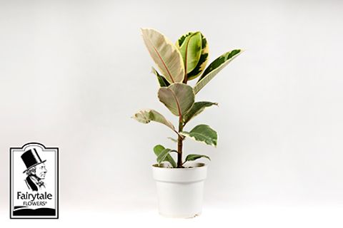 Ficus elastica 'Tineke'