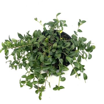Vinca minor