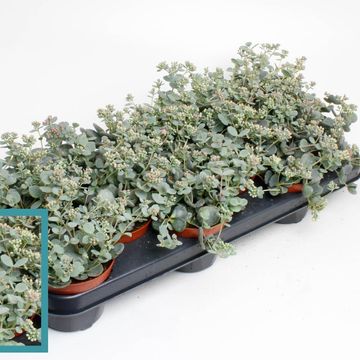 Sedum sieboldii