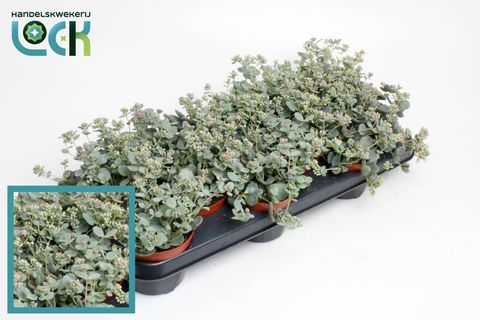 Sedum sieboldii
