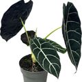 Alocasia 'Pride of Curup'