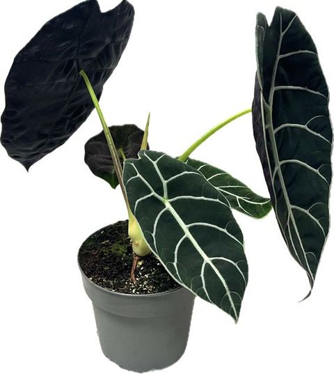 Alocasia 'Pride of Curup'