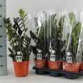 Zamioculcas zamiifolia RAVEN