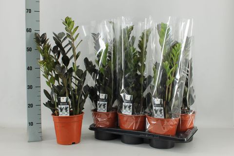 Zamioculcas zamiifolia RAVEN