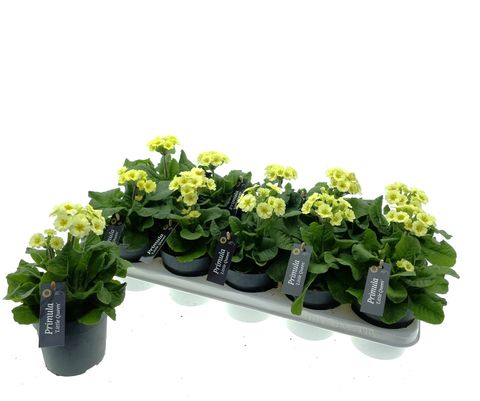 Primula veris 'Little Queen Yellow'