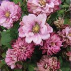 Clematis PINK PASSION (EL)