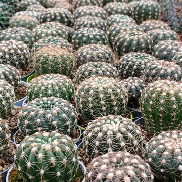 Notocactus uebelmannianus