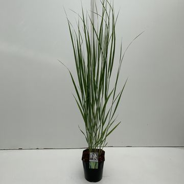 Panicum virgatum 'Northwind'